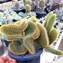 복실복실 밍크선인장느낌 여우꼬리철화 다육식물 키우기쉬운 선인장, 단품