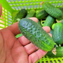 부안 산지직송 미니오이 꼬마오이 스낵오이 러스보이, 1kg / 정품 / 혼합