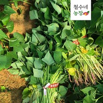 예약 해남 꿀 호박 밤 고구마 모종 1kg 3kg 5kg 10kg 20kg 순 줄기 싹 판매, 꿀모종1kg, 화요일출고-수요일도착