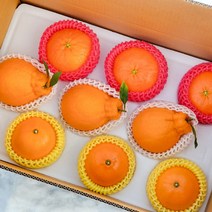 [최상품엄선] 제주도 만감 3종 선물세트 써니트한라봉3과 + 천혜향3과 + 레드향3과 3kg
