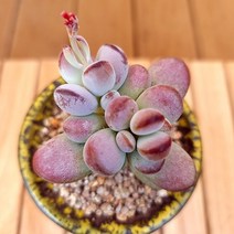 분홍 방울복랑 키우기 예쁜 다육식물 화분포함 1-50랜덤, 단품, 1개