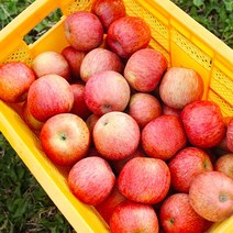당도선별 고당도 청송 홍로사과 가정용, 1개, 가정용 2.5kg 소과(11-14과)