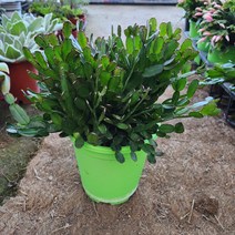 원종봄게발선인장 바이올렛핑크 오렌지주황혼합색 특대품 공기정화 반려식물