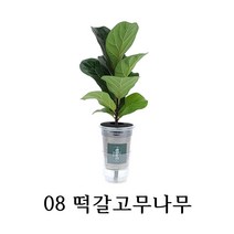[수경재배] 관리가 쉬운 실내공기정화식물 10종 학교 사무실 어린이집, 08_떡갈고무나무