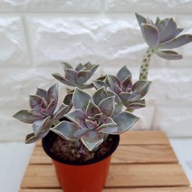 분홍용월 1큰 목대 예쁜 다육 식물 랜덤1큰4-50, 단품