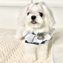 강아지 고양이스카프, 청색, 목줄 연결가능, S-5KG이하