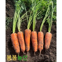 <봄봄농산> 강원도 햇당근 제주 구좌 당근 국내산 흙당근 쥬스용 반찬용 3kg/5kg/10kg, 3kg(중), 1개” class=”wr-img”></a></div></p></div></p></div></p></div><div class=