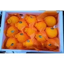제주도 한라봉 3kg 진행중!, 한라봉3kg