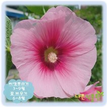 [나은식물원]199. 접시꽃(대형-홀꽃) 투톤핑크(30립)