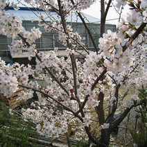 왕벚나무 특선, 01. 접목1년(키100cm내외)