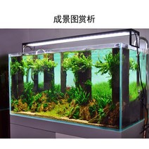 맹그로브나무 유목 수족관 어항 나무뿌리 은신처