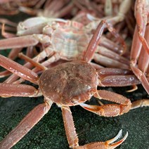 [팔도부락] 후포박달홍게 연지홍게 (생물/자숙) 산지직송 2kg 4kg 명품대게 100%품질보증, (생물)후포 박달홍게 프리미엄 2kg(5-6미)