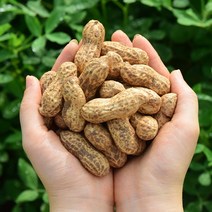 23년 햇땅콩 피땅콩 삶아먹는 촉촉 땅콩, 1개, 예천 생땅콩 / 2kg