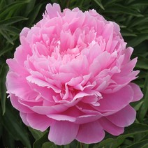 리서스원예 작약 숙근 겹꽃작약 추식구근 겹작약 뿌리묘 소녀좡 2-3촉