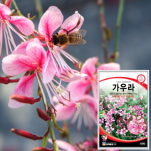 가우라 씨앗 100립 분홍 나비 바늘꽃 꽃씨 종자