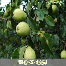 착한가격 나무생각 / 모과나무 / 대실모과 / R3 / 결실주