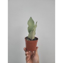 샤인 문샤인산세베리아 소품 15~25cm 29, 1개