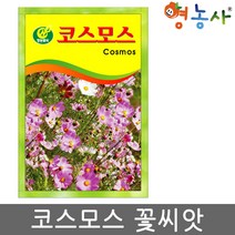 코스모스씨앗 약50립, 코스모스