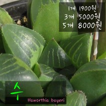 허브여울 수 지름 9cm 소품 다육화분, 5개