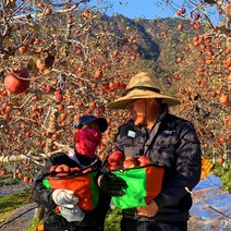 해발 600m 거창 고랭지 햇 부사 못난이 흠집 명품 꿀 사과 5kg 10kg, 1박스, 정품사과 10kg 중대과(30~32과)