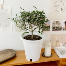 갑조네 올리브나무(외목대) 중품 반려식물 개업선물 집들이선물 개별배송