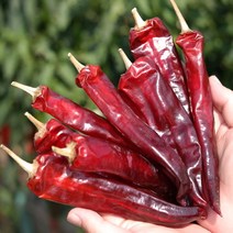 잘말린 진도 건고추 600g(한근) 보통매운맛 반태양초, 단품