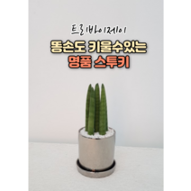 트리바이제이 스투키키우기 그늘에서잘자라는식물 집에서키우기좋은식물 실내공기정화식물, 스투키 1호 / 무광 블랙