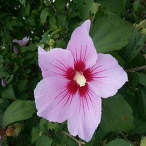 충주원예조경 / 무궁화 / 실생2년 / 뿌리묘 / 5주, 주