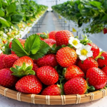 딸기 산지직송 여름 프리미엄 생딸기, 데코용 딸기 300g 12-36과 랜덤배송, 1개