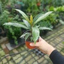 공룡꽃식물원(주)만냥금 소품 10~30cm 45, 1개