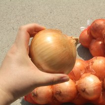 [당일출고-23년 햇양파] 대아 황토 햇양파 3kg 5kg 10kg 무안 창녕 함양양파, 햇양파 중+대5kg
