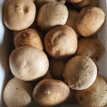 유기농 생표고버섯 1Kg 산지직송 참나무 건표고 채수 육수 무농약 선물세트, 표고 1Kg 하, 1개