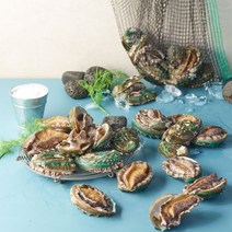 완도전복 산지직송 산소포장, 1box, 중 16~18미 1kg
