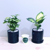 꽃피우는청년 새집증후군 제거 실내공기정화식물 2종 세트 (마리안느 싱고니움), 유광 원형 블랙