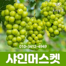 신품종 청포도(샤인머스켓) R4~5cm내외 결실주(분)