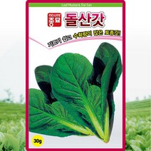 돌산갓 씨앗 돌산 갓 씨 종자 30g, 1개