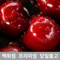 가락청과네 체리 500g 바이오체리 생체리 가격 과일, 1, 본상품선택