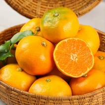 제주감귤농장 금귤 고당도 하우스귤, 로얄대과 10KG