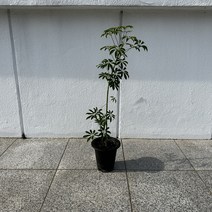 홍콩야자 1M 외목대, 1개