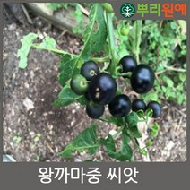 뿌리원예 왕까마중씨앗 1000립