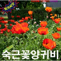 (희귀씨앗) 오리엔탈포피(숙근꽃양귀비) 혼합색 25립