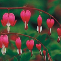 한국 금낭화 씨앗 야생화 꽃씨 종자 품종 정원 20립 _20229911EA, 쿠팡 본상품선택