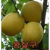 왕살구나무접목1년특묘 나무 묘목 왕살구나무