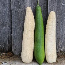 심비오시스 친환경 천연 수세미 루파 다용도 통수세미, 빌반형20~25cm, 1개