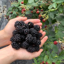 흥부베리팜 냉동 블랙베리 5kg, 1개