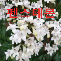 (성실DK)펜스테몬(포트)모종 5개