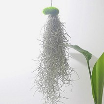 이끼 수염틸란드시아(소) 인테리어식물, 단품