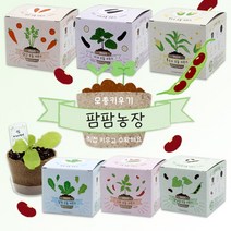 팜팜농장 모종키우기 6종 / 모종심기 씨앗 꽃 체험학습재료 원예체험, 옥수수