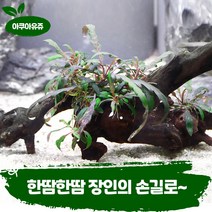 [아쿠아유쥬] 피나디피다 활착 유목 음성 수초 초보 어항 수족관 꾸미기