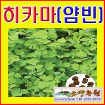 (J소망)히카마(얌빈)씨앗20g(약 100립), 1개